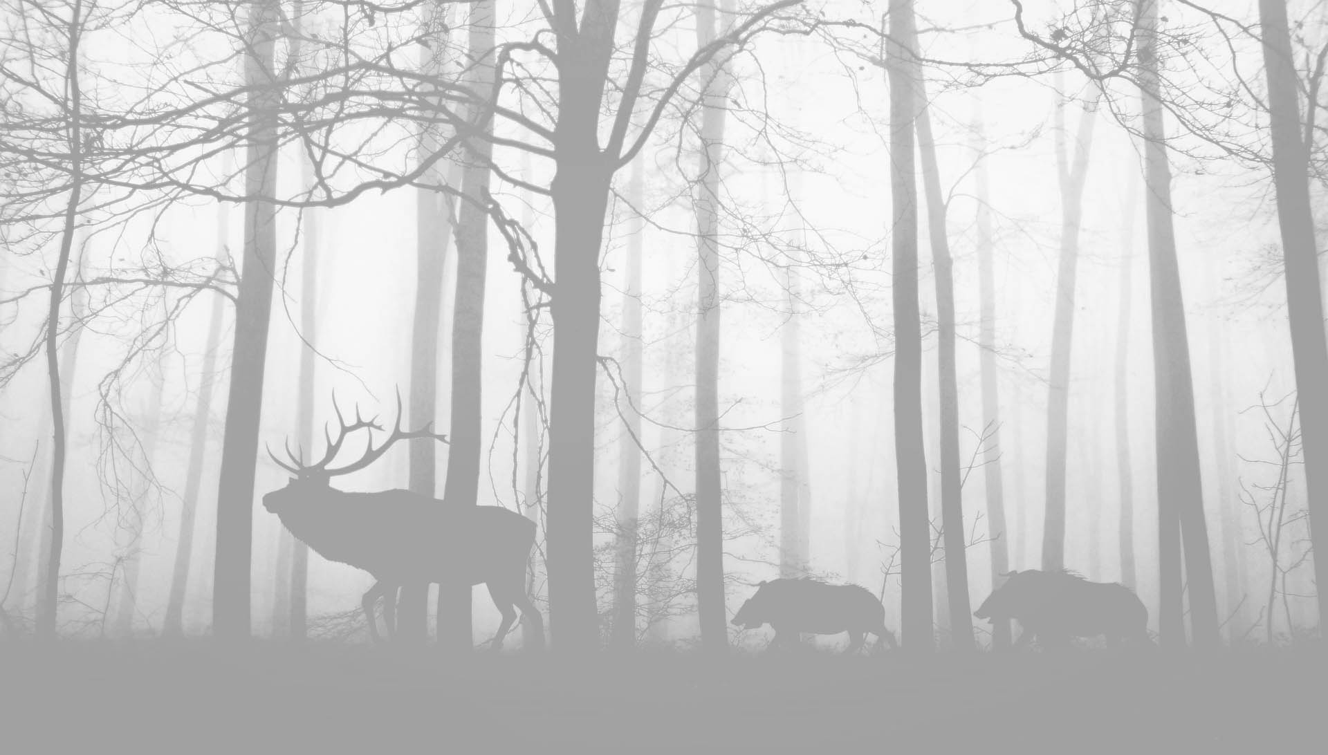 julian hanslmaier-QcMedSj7g-o-unsplash